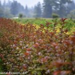 autumn ninebark foliage | Oregon Coastal Flowers LLC autumn ninebark foliage