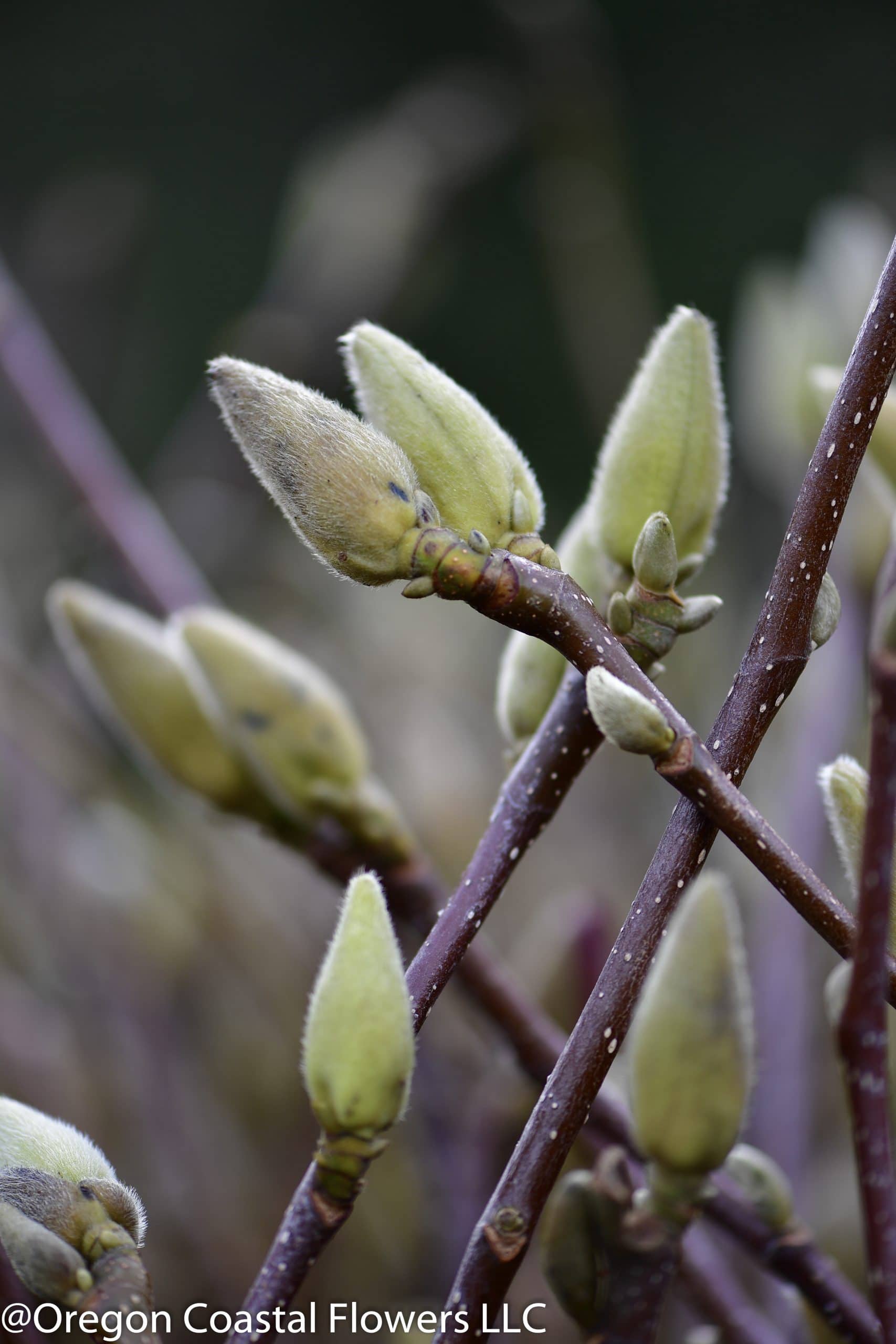 12.20.18 Flowering Branches for the Chinese New Year Forsythia