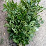 green oak branches | Oregon Coastal Flowers LLC green oak branches