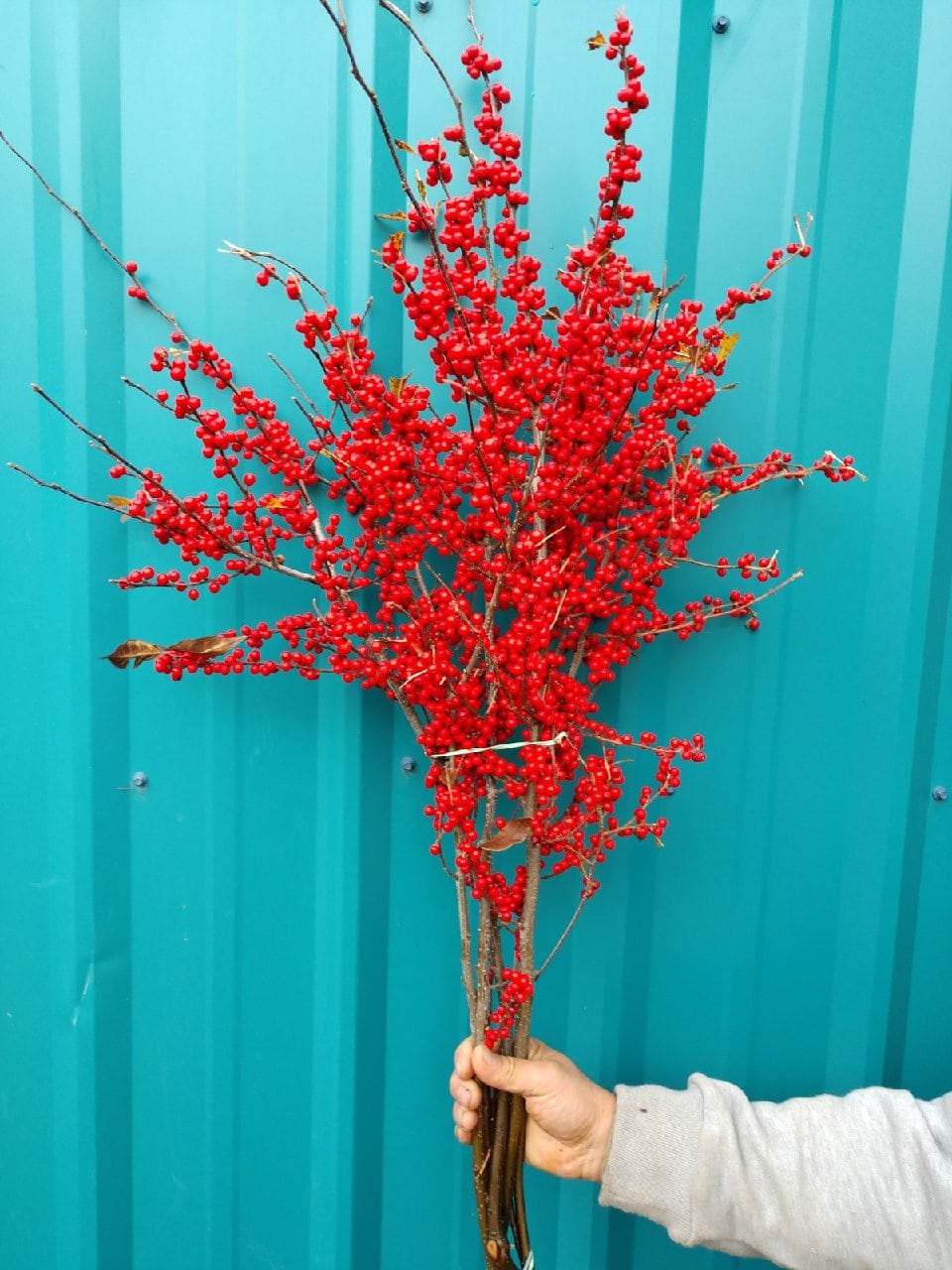 11.22.20 Red Ilex Berries & Winter Berry for the Christmas Holiday