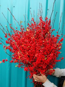 ilex loaded berries