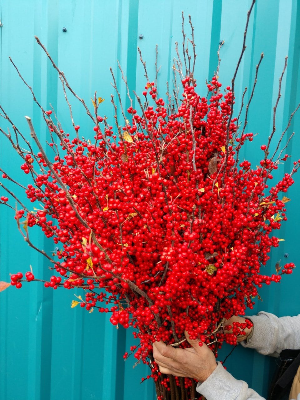 11.30.21 Red Ilex Winter Berries Christmas Branches