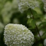limelight hydrangea | Oregon Coastal Flowers LLC limelight hydrangea
