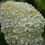 limelight hydrangea | Oregon Coastal Flowers LLC limelight hydrangea