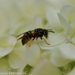 limelight hydrangeas | Oregon Coastal Flowers LLC limelight hydrangeas