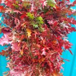 red oak branches | Oregon Coastal Flowers LLC red oak branches
