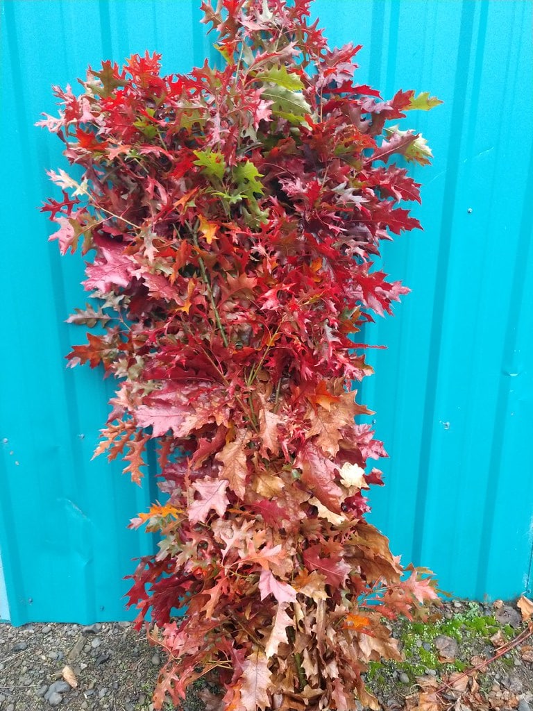 Red Oak Branches Wholesale | Fall Foliage & Curly Willow — November