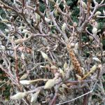 tulip magnolia specimen