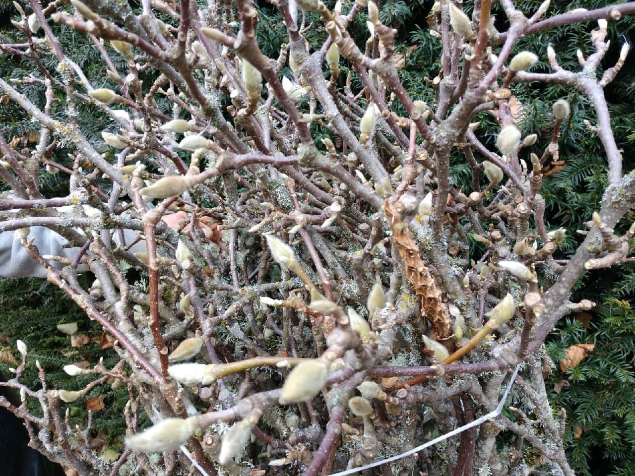 11.26.18 Tulip Magnolia Specimen Budded Branches