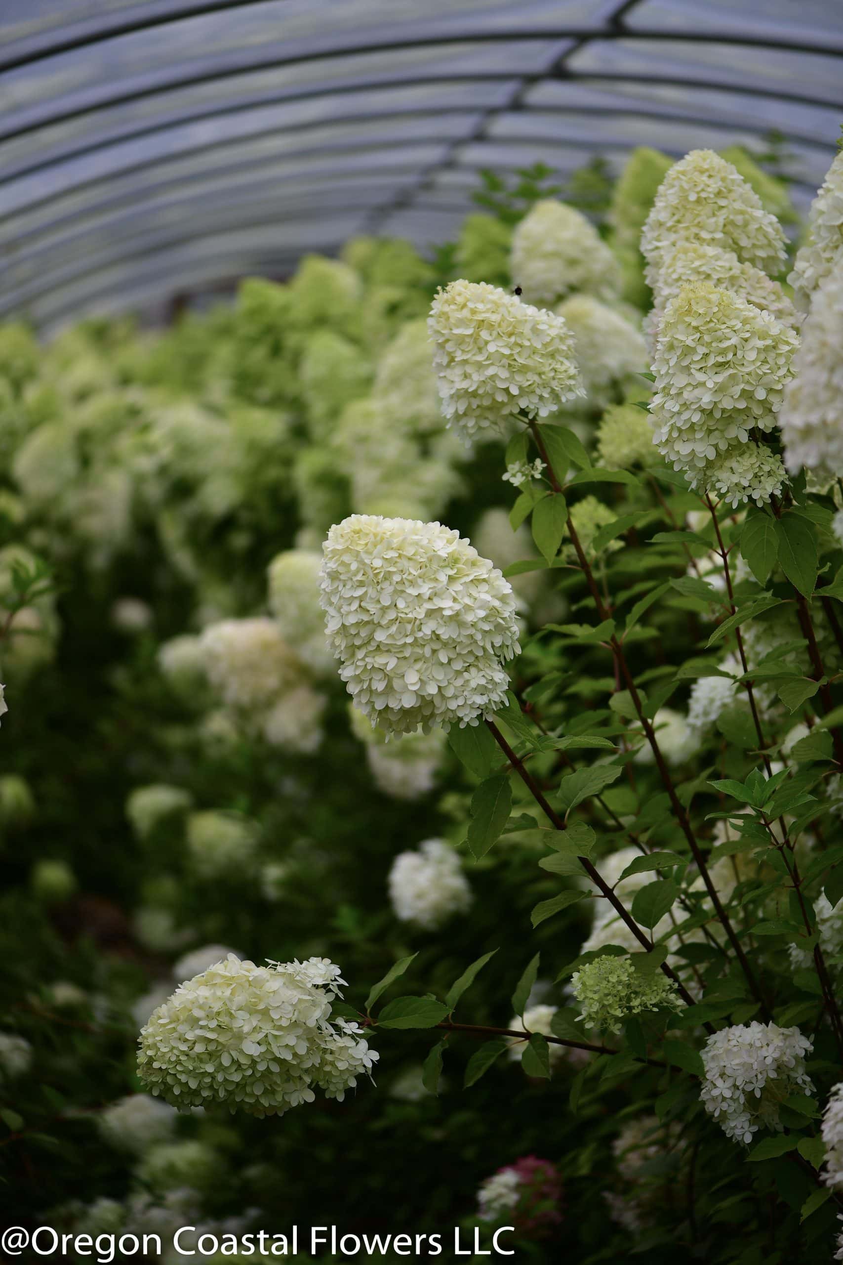 9.20.18 Limelight Hydrangeas, Green Fresh & Dried Blush Hydrangea