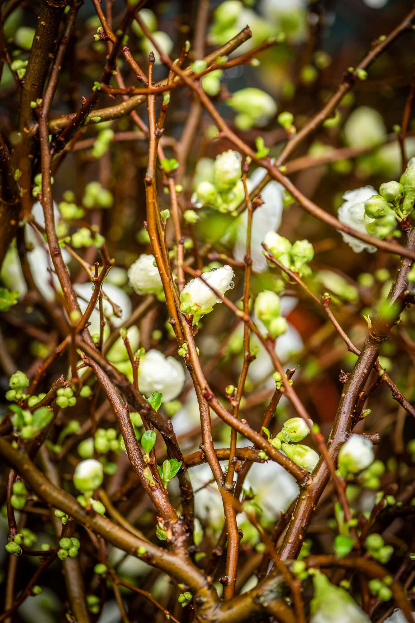 White quince just starting to open