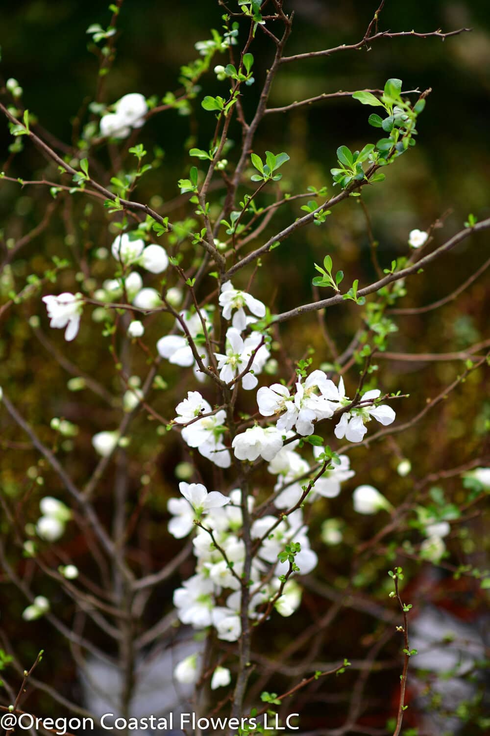 Blooming white quince