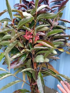 Viburnum Berries
