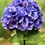 Purple Hydrangea