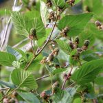 blackberry branches | Oregon Coastal Flowers LLC blackberry branches