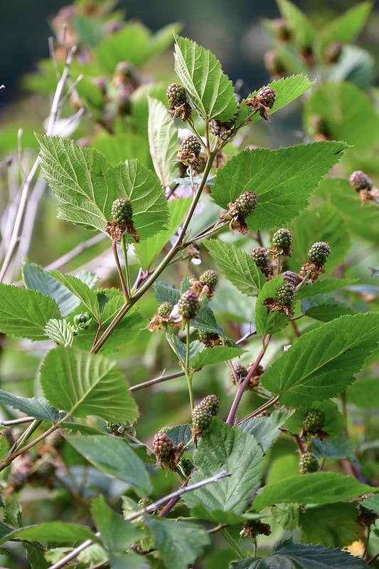 Blackberry branches