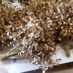 Dried Lunaria | Oregon Coastal Flowers LLC Dried Lunaria