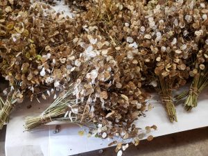 Dried Lunaria