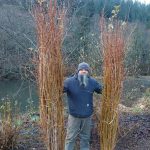 forsythia | Oregon Coastal Flowers LLC