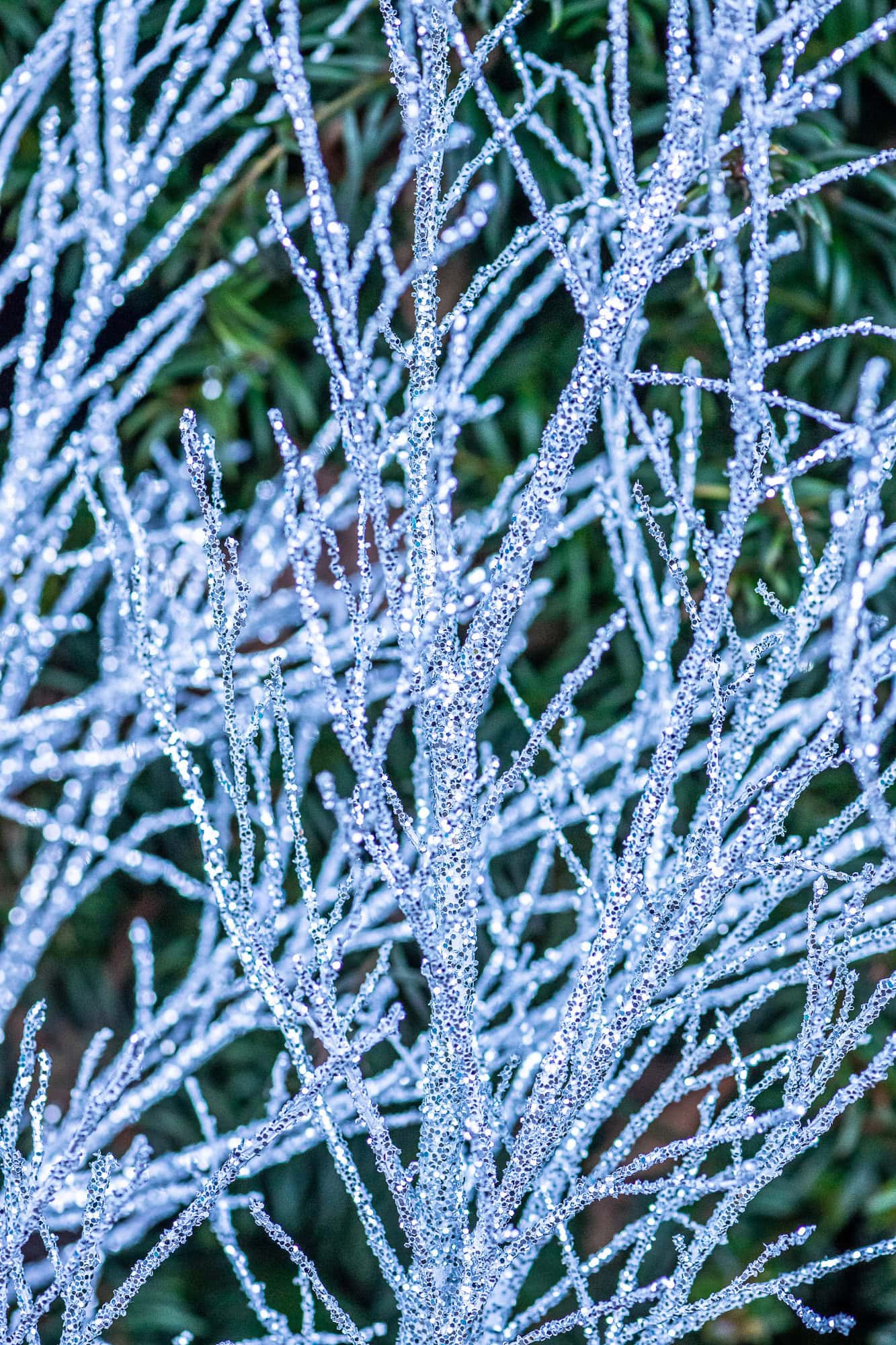 10.29.19 Christmas Specialty Branches Preview 2019