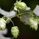 Hops Plant | Oregon Coastal Flowers LLC Hops Plant