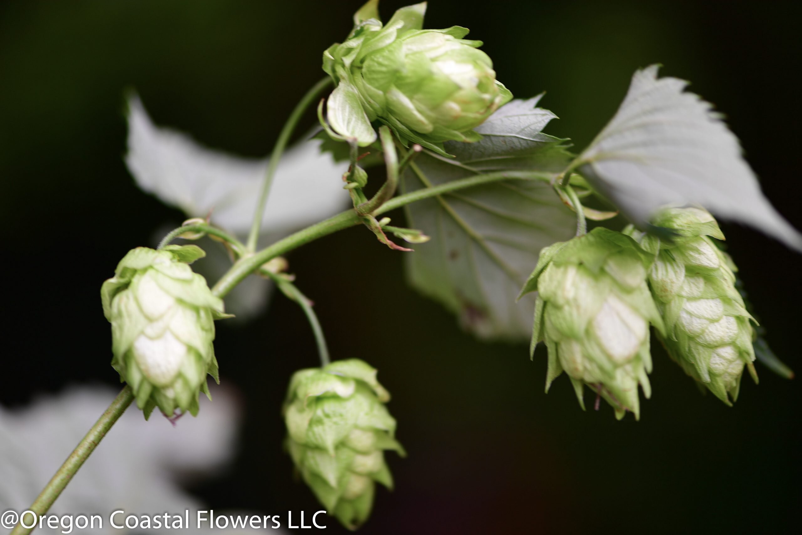 Hop Vines & Hydrangea Wholesale | July Availability