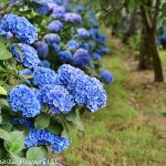 Blue hydrangeas | Oregon Coastal Flowers LLC Blue hydrangeas
