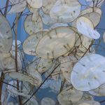 Lunaria | Oregon Coastal Flowers LLC Lunaria