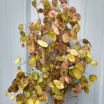 Lunaria antique pods | Oregon Coastal Flowers LLC Lunaria antique pods