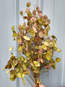 Lunaria antique pods