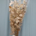 lunaria pods | Oregon Coastal Flowers LLC lunaria pods