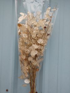 lunaria pods