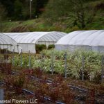 Spirea Plants | Oregon Coastal Flowers LLC Spirea Plants