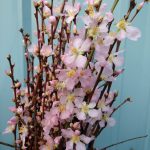 Pink Cherry Blossom