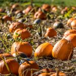 Pumpkin Patches on the Oregon Coast | Oregon Coastal Flowers LLC Pumpkin Patches on the Oregon Coast