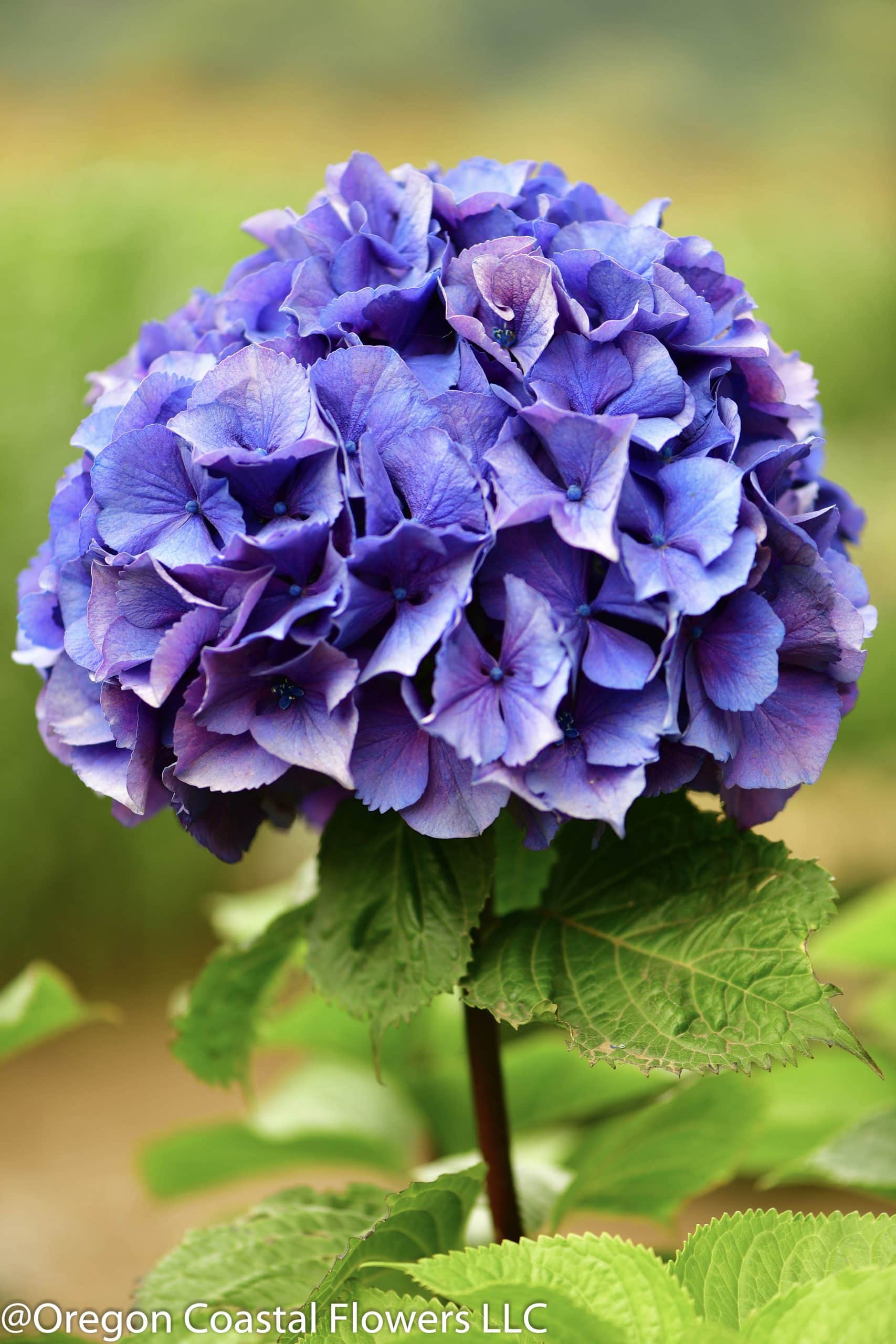 6.27.19 Dark Purple Hydrangea to be used for wedding bouquets.  Oregon Pride Hydrangea has black stems with vivid purple blossoms.