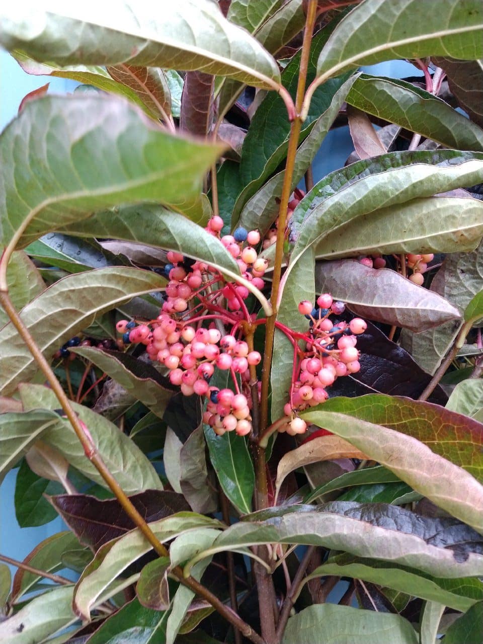 Viburnum Berries | Oregon Coastal Flowers LLC Viburnum Berries