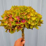 Green pistacio hydrangea | Oregon Coastal Flowers LLC Green pistacio hydrangea