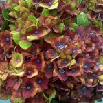Purple pistacio hydrangea | Oregon Coastal Flowers LLC Purple pistacio hydrangea