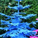 blue flocked christmas trees | Oregon Coastal Flowers LLC blue flocked christmas trees