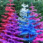 flocked colorful christmas trees | Oregon Coastal Flowers LLC flocked colorful christmas trees