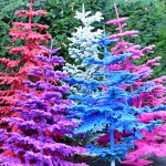 flocked colorful trees | Oregon Coastal Flowers LLC flocked colorful trees