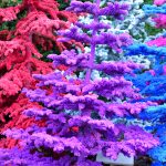 flocked purple christmas trees | Oregon Coastal Flowers LLC flocked purple christmas trees