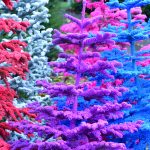 flocked purple trees | Oregon Coastal Flowers LLC flocked purple trees