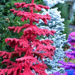 flocked red christmas trees | Oregon Coastal Flowers LLC flocked red christmas trees