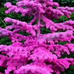 pink flocked christmas trees | Oregon Coastal Flowers LLC pink flocked christmas trees