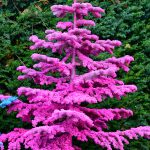 pink flocked trees | Oregon Coastal Flowers LLC pink flocked trees