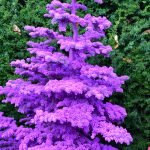 purple flocked christmas tree | Oregon Coastal Flowers LLC purple flocked christmas tree