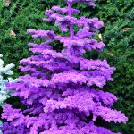 purple flocked christmas trees | Oregon Coastal Flowers LLC purple flocked christmas trees