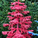 red flocked christmas trees | Oregon Coastal Flowers LLC red flocked christmas trees
